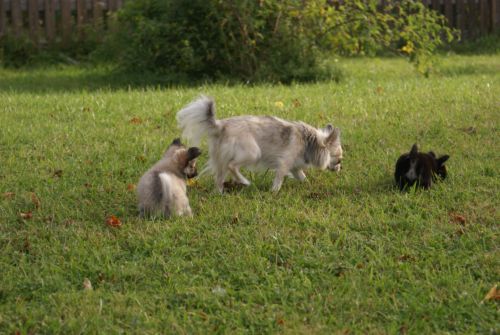 Jackie med sina valpar Toya och Jackson