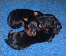 The miniaturepinscher puppies