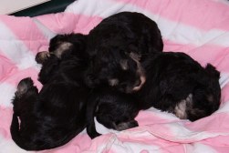 Miniature schnauzer puppies