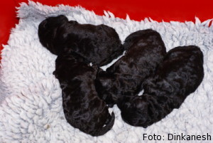 Selmas puppies